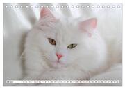 Die Perserkatze - Farbschlag Weiß (Tischkalender 2024 DIN A5 quer), CALVENDO Monatskalender - Abbildung 9
