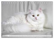 Die Perserkatze - Farbschlag Weiß (Tischkalender 2024 DIN A5 quer), CALVENDO Monatskalender - Abbildung 12