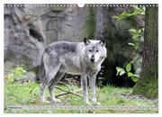 Der Timberwolf - Der Jäger aus den Rocky Mountains (Wandkalender 2024 DIN A3 quer), CALVENDO Monatskalender - Abbildung 4