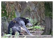 Der Timberwolf - Der Jäger aus den Rocky Mountains (Wandkalender 2024 DIN A3 quer), CALVENDO Monatskalender - Abbildung 5