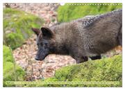 Der Timberwolf - Der Jäger aus den Rocky Mountains (Wandkalender 2024 DIN A3 quer), CALVENDO Monatskalender - Abbildung 6