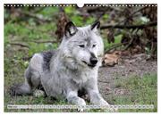 Der Timberwolf - Der Jäger aus den Rocky Mountains (Wandkalender 2024 DIN A3 quer), CALVENDO Monatskalender - Abbildung 7