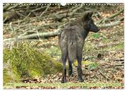 Der Timberwolf - Der Jäger aus den Rocky Mountains (Wandkalender 2024 DIN A3 quer), CALVENDO Monatskalender - Abbildung 8