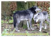Der Timberwolf - Der Jäger aus den Rocky Mountains (Wandkalender 2024 DIN A3 quer), CALVENDO Monatskalender - Abbildung 9