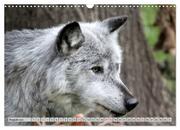 Der Timberwolf - Der Jäger aus den Rocky Mountains (Wandkalender 2024 DIN A3 quer), CALVENDO Monatskalender - Abbildung 10