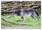 Der Timberwolf - Der Jäger aus den Rocky Mountains (Wandkalender 2024 DIN A3 quer), CALVENDO Monatskalender - Abbildung 11