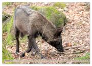 Der Timberwolf - Der Jäger aus den Rocky Mountains (Wandkalender 2024 DIN A3 quer), CALVENDO Monatskalender - Abbildung 12