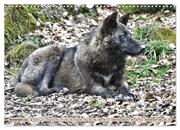 Der Timberwolf - Der Jäger aus den Rocky Mountains (Wandkalender 2024 DIN A3 quer), CALVENDO Monatskalender - Abbildung 13