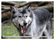 Der Timberwolf - Der Jäger aus den Rocky Mountains (Wandkalender 2024 DIN A3 quer), CALVENDO Monatskalender - Abbildung 14