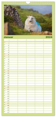 Familienplaner 2024 - Schafe - Weich und wollig mit 5 Spalten (Wandkalender, 21 x 45 cm) CALVENDO - Abbildung 2