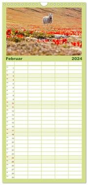 Familienplaner 2024 - Schafe - Weich und wollig mit 5 Spalten (Wandkalender, 21 x 45 cm) CALVENDO - Abbildung 3