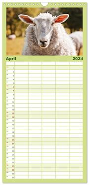 Familienplaner 2024 - Schafe - Weich und wollig mit 5 Spalten (Wandkalender, 21 x 45 cm) CALVENDO - Abbildung 5