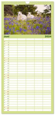 Familienplaner 2024 - Schafe - Weich und wollig mit 5 Spalten (Wandkalender, 21 x 45 cm) CALVENDO - Abbildung 7