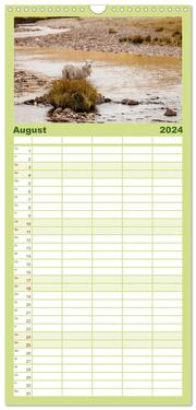Familienplaner 2024 - Schafe - Weich und wollig mit 5 Spalten (Wandkalender, 21 x 45 cm) CALVENDO - Abbildung 9