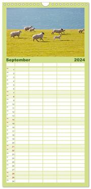 Familienplaner 2024 - Schafe - Weich und wollig mit 5 Spalten (Wandkalender, 21 x 45 cm) CALVENDO - Abbildung 10
