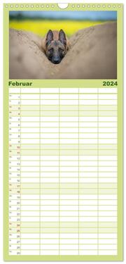 Familienplaner 2024 - Belgischer Schäferhund - Der Malinois mit 5 Spalten (Wandkalender, 21 x 45 cm) CALVENDO - Abbildung 3