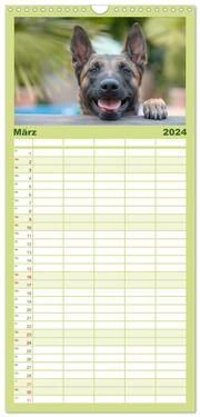 Familienplaner 2024 - Belgischer Schäferhund - Der Malinois mit 5 Spalten (Wandkalender, 21 x 45 cm) CALVENDO - Abbildung 4