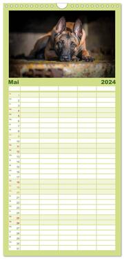 Familienplaner 2024 - Belgischer Schäferhund - Der Malinois mit 5 Spalten (Wandkalender, 21 x 45 cm) CALVENDO - Abbildung 6