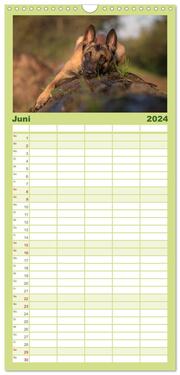 Familienplaner 2024 - Belgischer Schäferhund - Der Malinois mit 5 Spalten (Wandkalender, 21 x 45 cm) CALVENDO - Abbildung 7