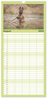 Familienplaner 2024 - Belgischer Schäferhund - Der Malinois mit 5 Spalten (Wandkalender, 21 x 45 cm) CALVENDO - Abbildung 9