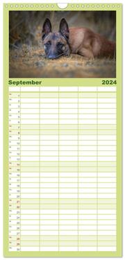 Familienplaner 2024 - Belgischer Schäferhund - Der Malinois mit 5 Spalten (Wandkalender, 21 x 45 cm) CALVENDO - Abbildung 10