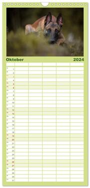 Familienplaner 2024 - Belgischer Schäferhund - Der Malinois mit 5 Spalten (Wandkalender, 21 x 45 cm) CALVENDO - Abbildung 11