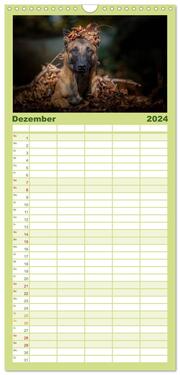 Familienplaner 2024 - Belgischer Schäferhund - Der Malinois mit 5 Spalten (Wandkalender, 21 x 45 cm) CALVENDO - Abbildung 13