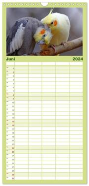 Familienplaner 2024 - Nymphensittiche mit 5 Spalten (Wandkalender, 21 x 45 cm) CALVENDO - Abbildung 7