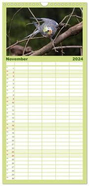Familienplaner 2024 - Nymphensittiche mit 5 Spalten (Wandkalender, 21 x 45 cm) CALVENDO - Abbildung 12