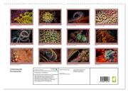 Unterwasser Kunstwerke (hochwertiger Premium Wandkalender 2024 DIN A2 quer), Kunstdruck in Hochglanz - Abbildung 1