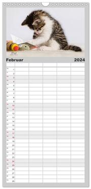 Familienplaner 2024 - Zauberhafte Kätzchen mit 5 Spalten (Wandkalender, 21 x 45 cm) CALVENDO - Abbildung 3