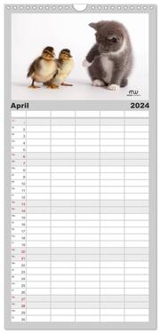 Familienplaner 2024 - Zauberhafte Kätzchen mit 5 Spalten (Wandkalender, 21 x 45 cm) CALVENDO - Abbildung 5