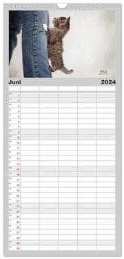 Familienplaner 2024 - Zauberhafte Kätzchen mit 5 Spalten (Wandkalender, 21 x 45 cm) CALVENDO - Abbildung 7