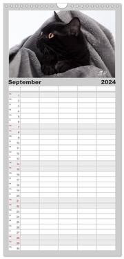 Familienplaner 2024 - Zauberhafte Kätzchen mit 5 Spalten (Wandkalender, 21 x 45 cm) CALVENDO - Abbildung 10