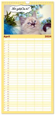 Familienplaner 2024 - Lustiger Katzenkalender mit 5 Spalten (Wandkalender, 21 x 45 cm) CALVENDO - Abbildung 5