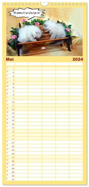 Familienplaner 2024 - Lustiger Katzenkalender mit 5 Spalten (Wandkalender, 21 x 45 cm) CALVENDO - Abbildung 6