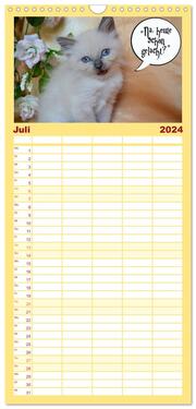 Familienplaner 2024 - Lustiger Katzenkalender mit 5 Spalten (Wandkalender, 21 x 45 cm) CALVENDO - Abbildung 8