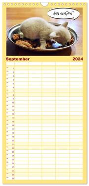 Familienplaner 2024 - Lustiger Katzenkalender mit 5 Spalten (Wandkalender, 21 x 45 cm) CALVENDO - Abbildung 10