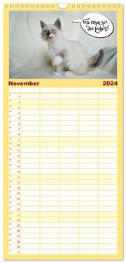 Familienplaner 2024 - Lustiger Katzenkalender mit 5 Spalten (Wandkalender, 21 x 45 cm) CALVENDO - Abbildung 12