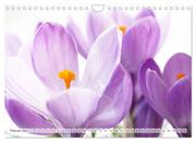 Blumenlust (Wandkalender 2024 DIN A4 quer), CALVENDO Monatskalender - Abbildung 4