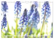 Blumenlust (Wandkalender 2024 DIN A4 quer), CALVENDO Monatskalender - Abbildung 5