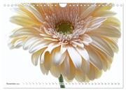 Blumenlust (Wandkalender 2024 DIN A4 quer), CALVENDO Monatskalender - Abbildung 13