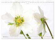 Blumenlust (Wandkalender 2024 DIN A4 quer), CALVENDO Monatskalender - Abbildung 14