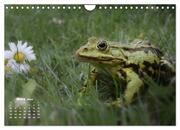 Glückliche Frösche (Wandkalender 2024 DIN A4 quer), CALVENDO Monatskalender - Abbildung 5