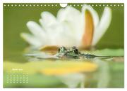 Glückliche Frösche (Wandkalender 2024 DIN A4 quer), CALVENDO Monatskalender - Abbildung 8