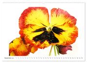 Veilchengewächse - Stiefmütterchen und Hornveilchen (hochwertiger Premium Wandkalender 2024 DIN A2 quer), Kunstdruck in Hochglanz - Abbildung 10