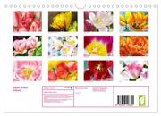 Tulpen, Tulips, Tulipes (Wandkalender 2024 DIN A4 quer), CALVENDO Monatskalender - Abbildung 1