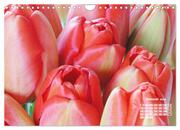 Tulpen, Tulips, Tulipes (Wandkalender 2024 DIN A4 quer), CALVENDO Monatskalender - Abbildung 3