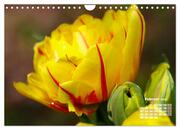 Tulpen, Tulips, Tulipes (Wandkalender 2024 DIN A4 quer), CALVENDO Monatskalender - Abbildung 4