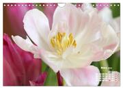 Tulpen, Tulips, Tulipes (Wandkalender 2024 DIN A4 quer), CALVENDO Monatskalender - Abbildung 5